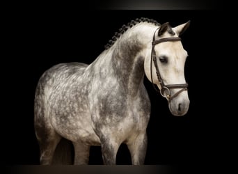 Autres races, Étalon, 7 Ans, 145 cm, Gris