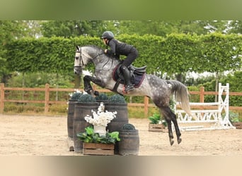 Autres races, Étalon, 7 Ans, 145 cm, Gris