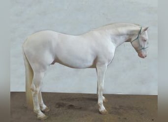 Autres races Croisé, Étalon, 7 Ans, 156 cm, Overo-toutes couleurs