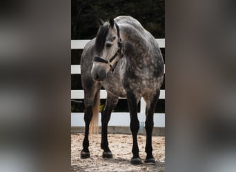 Autres races, Étalon, 8 Ans, 157 cm, Gris noir