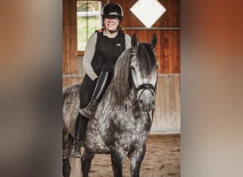 Autres races, Étalon, 8 Ans, 157 cm, Gris noir