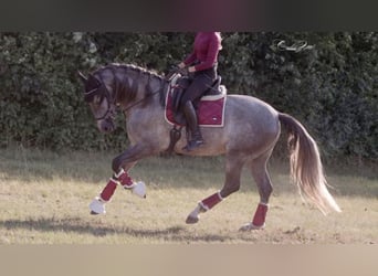 Autres races, Étalon, 8 Ans, 163 cm, Gris