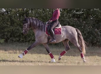 Autres races, Étalon, 8 Ans, 163 cm, Gris