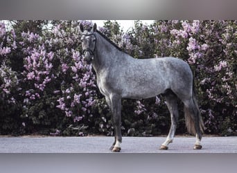 Autres races, Étalon, 8 Ans, 163 cm, Gris