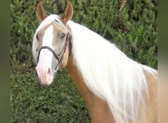 Autres races Croisé, Étalon, 8 Ans, 166 cm, Overo-toutes couleurs
