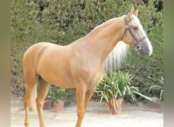 Autres races Croisé, Étalon, 8 Ans, 166 cm, Overo-toutes couleurs