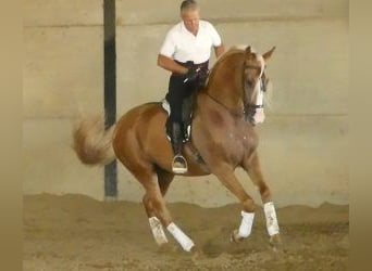 Autres races Croisé, Étalon, 8 Ans, 166 cm, Overo-toutes couleurs