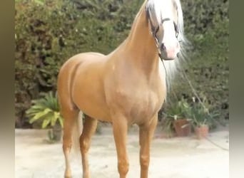 Autres races Croisé, Étalon, 8 Ans, 166 cm, Overo-toutes couleurs