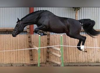 Autres races, Étalon, 8 Ans, 170 cm, Noir