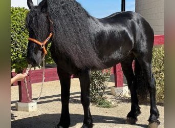 Autres races Croisé, Étalon, 9 Ans, 160 cm, Noir