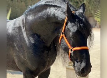Autres races Croisé, Étalon, 9 Ans, 160 cm, Noir