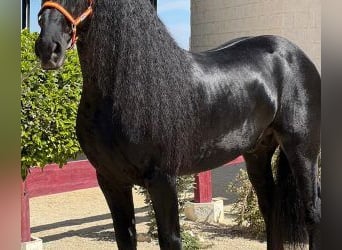 Autres races Croisé, Étalon, 9 Ans, 160 cm, Noir