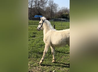 Autres races, Étalon, Poulain (01/2026), 100 cm, Palomino
