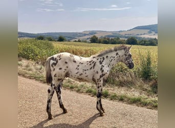 Autres races, Étalon, Poulain (01/2025), 148 cm, Léopard