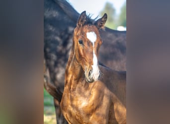 Autres races, Étalon, Poulain (06/2023), Bai cerise