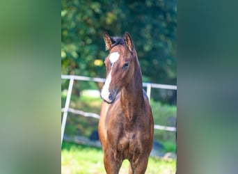Autres races, Étalon, Poulain (06/2023), Bai cerise