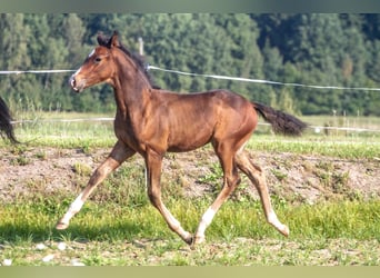 Autres races, Étalon, Poulain (06/2023), Bai cerise