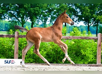 Autres races, Étalon, , Bai