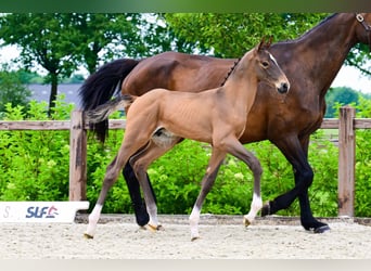 Autres races, Étalon, , Bai