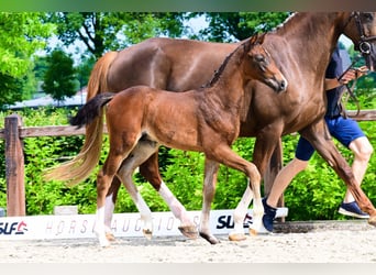 Autres races, Étalon, , Bai