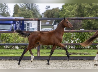 Autres races, Étalon, Poulain (04/2025), Bai