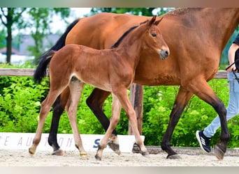 Autres races, Étalon, 