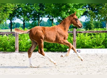 Autres races, Étalon, 