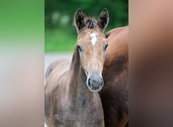 Autres races, Étalon, Poulain (05/2024)