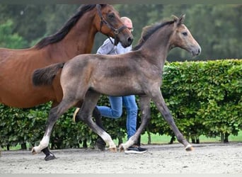 Autres races, Étalon, Poulain (05/2024)