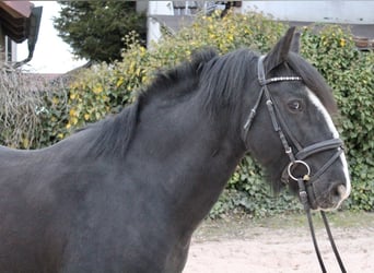 Autres races, Hongre, 10 Ans, 147 cm, Noir