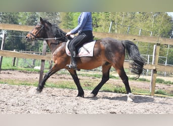 Autres races, Hongre, 10 Ans, 148 cm, Bai brun