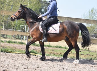 Autres races, Hongre, 10 Ans, 148 cm, Bai brun