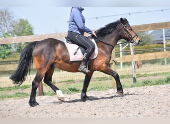 Autres races, Hongre, 10 Ans, 148 cm, Bai brun