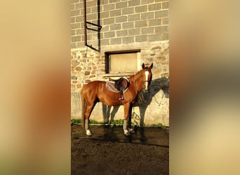Autres races, Hongre, 10 Ans, 149 cm