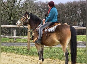 Autres races Croisé, Hongre, 10 Ans, 152 cm, Bai