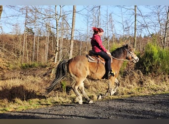 Autres races Croisé, Hongre, 10 Ans, 152 cm, Bai