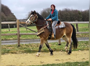 Autres races Croisé, Hongre, 10 Ans, 152 cm, Bai