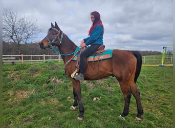 Autres races, Hongre, 10 Ans, 155 cm