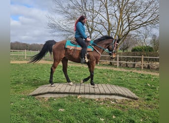 Autres races, Hongre, 10 Ans, 155 cm