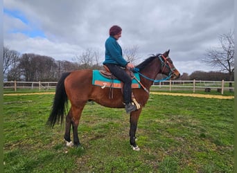 Autres races, Hongre, 10 Ans, 155 cm