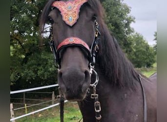 Autres races Croisé, Hongre, 10 Ans, 160 cm, Noir