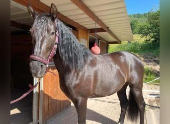 Autres races Croisé, Hongre, 10 Ans, 160 cm, Noir
