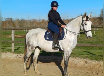 Autres races Croisé, Hongre, 10 Ans, 162 cm, Gris