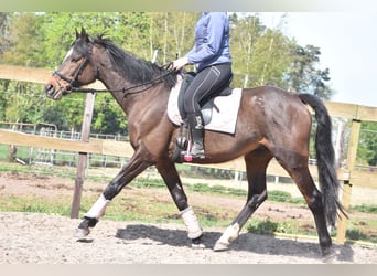 Autres races, Hongre, 10 Ans, 168 cm, Bai brun