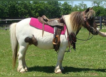 Autres races, Hongre, 10 Ans, 86 cm, Pinto