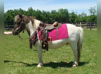 Autres races, Hongre, 10 Ans, 86 cm, Pinto
