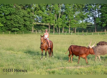 Autres races, Hongre, 10 Ans, Buckskin