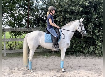 Autres races, Hongre, 11 Ans, 154 cm, Gris