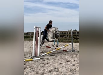 Autres races, Hongre, 11 Ans, 154 cm, Gris