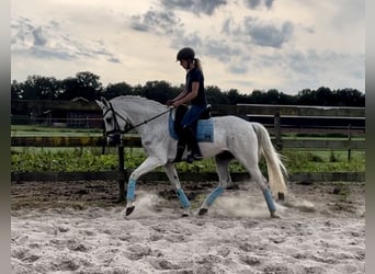 Autres races, Hongre, 11 Ans, 154 cm, Gris